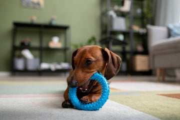 Dog Toys & Enrichment